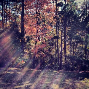 Sunlight in the Pines