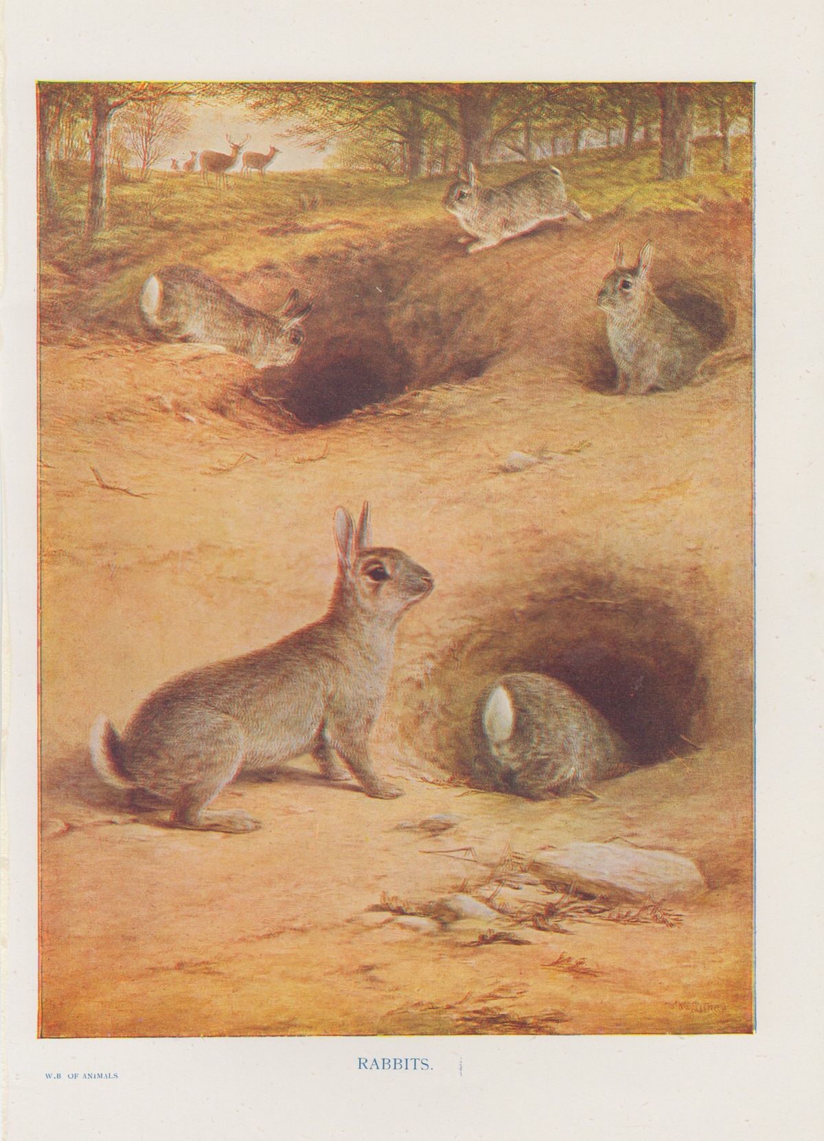 Rabbit! Rabbit! – Artandicon's Blog