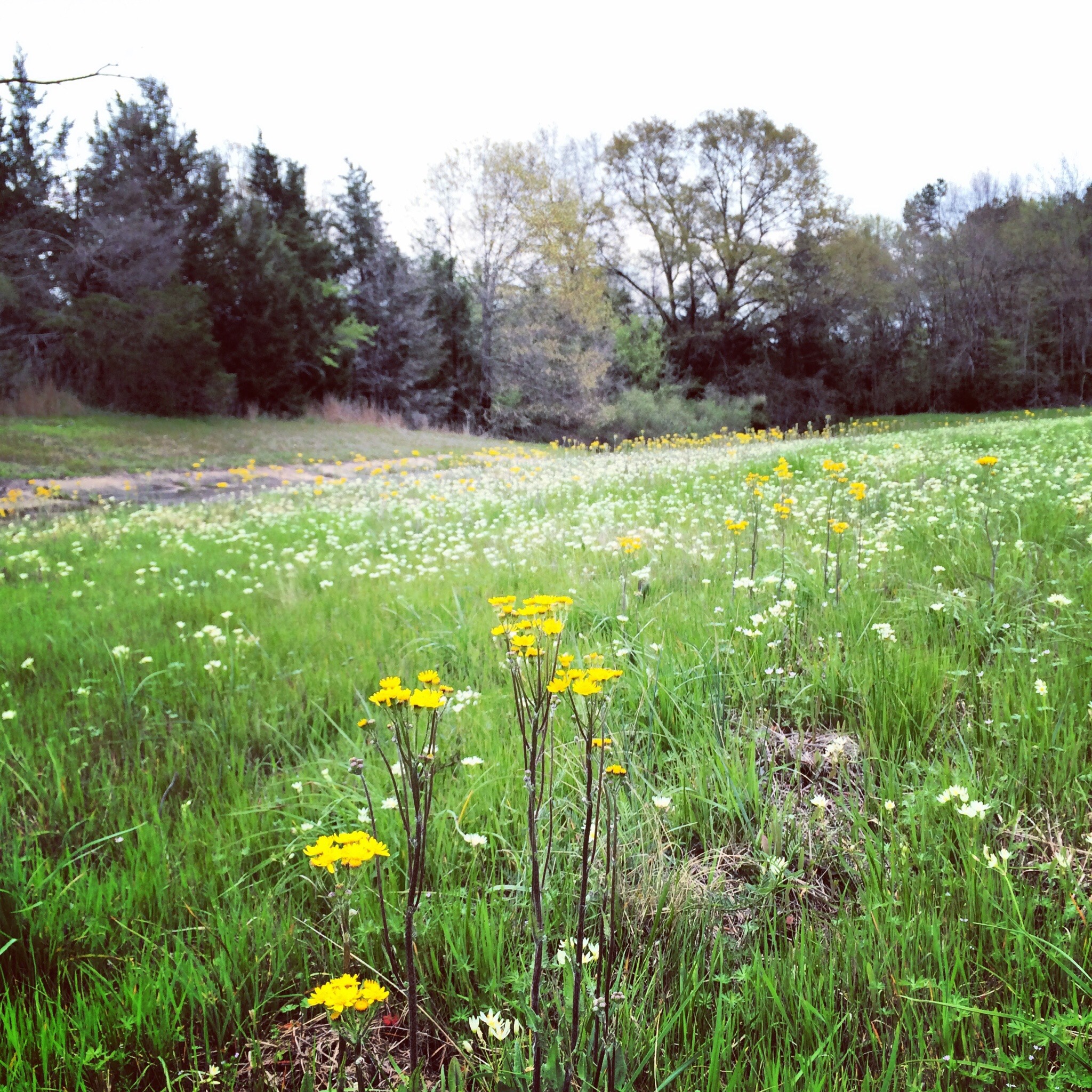 Springtime Is A Golden Age – Artandicon's Blog
